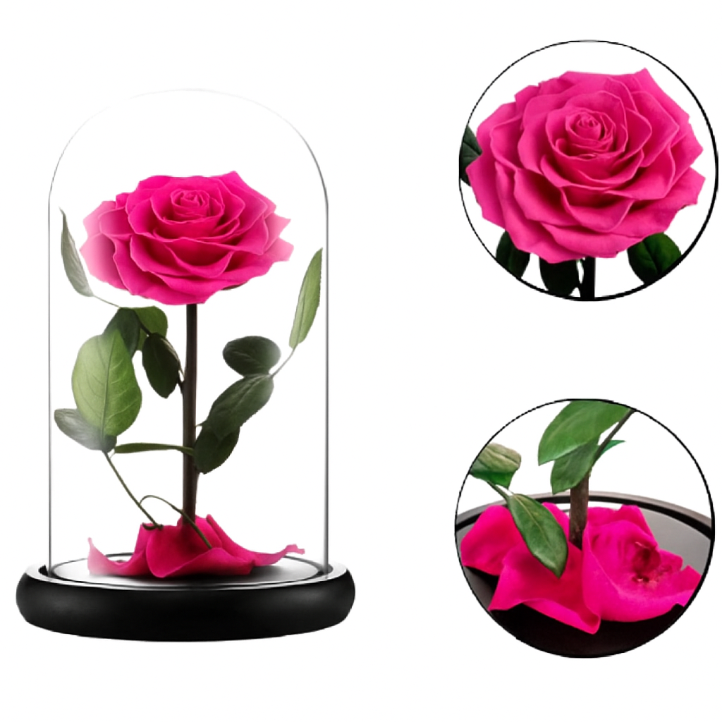BEAUTY & BEAST ROSE (PRESERVED)
