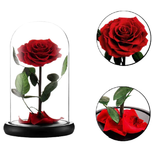 BEAUTY & BEAST ROSE (PRESERVED)